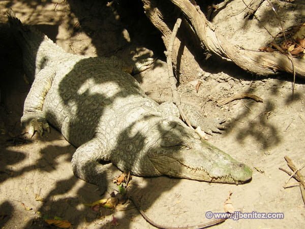 Ejemplares de hasta una tonelada